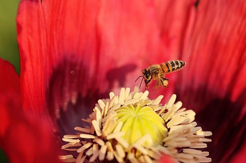 A honey bee collects pollen from poppies in the garden at Deerboine Hutterite Colony southwest of Rivers on Wednesday morning. (Tim Smith/The Brandon Sun)