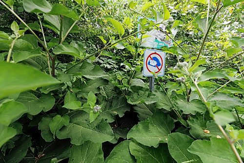 MIKE DEAL / FREE PRESS
A no-tent sign lost amongst the undergrowth along Waterfront Drive meters from several tents along the Red River Wednesday.
240710 - Wednesday, July 10, 2024.