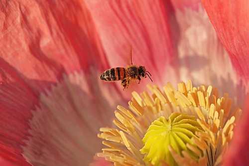 10072024
A honey bee collects pollen from poppies in the garden at Deerboine Hutterite Colony southwest of Rivers, Manitoba on Wednesday morning.
(Tim Smith/The Brandon Sun)