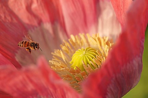 10072024
A honey bee collects pollen from poppies in the garden at Deerboine Hutterite Colony southwest of Rivers, Manitoba on Wednesday morning.
(Tim Smith/The Brandon Sun)