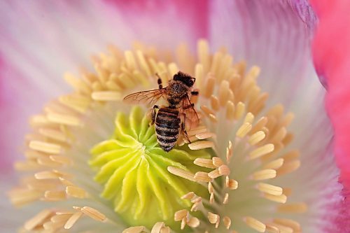 10072024
A honey bee collects pollen from poppies in the garden at Deerboine Hutterite Colony southwest of Rivers, Manitoba on Wednesday morning.
(Tim Smith/The Brandon Sun)