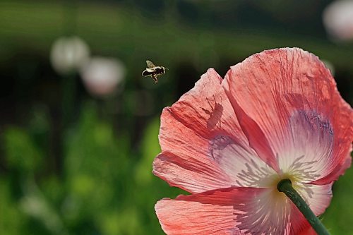 10072024
A honey bee collects pollen from poppies in the garden at Deerboine Hutterite Colony southwest of Rivers, Manitoba on Wednesday morning.
(Tim Smith/The Brandon Sun)