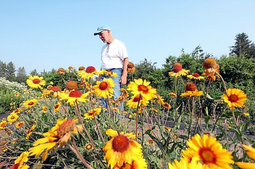 Native seed producer John Skinner walks around test plots on his family farm south of Roblin on July 10. John and his family work to gather native Manitoba flowers and grasses to help restore prairie grasslands in the province. (Matt Goerzen/The Brandon Sun)