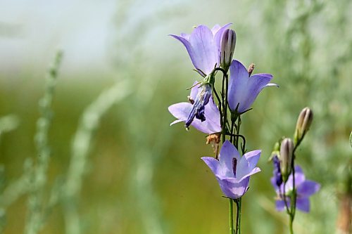 Purple hare bells, a native Manitoba wildflower, stand out in an untouched mixed-grass prairie in the RM of Ellice. (Matt Goerzen/The Brandon Sun)