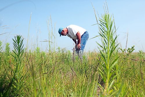 John Skinner, owner of Skinner Native Seeds south of Roblin, inspects the rows of prairie grasses in a section of land that he and his team have worked to restore in protected Manitoba prairie in the RM of Ellice known as the Ellice-Archie Pasture. This is the third year in a five-year project for Skinner, in which he has reintroduced native grasses and flowers to sandy soil that was once broken as potential cropland. While still ongoing, the restoration has been successful in that approximately 95 per cent of the plants growing int he field are native to the province. (Matt Goerzen/The Brandon Sun)