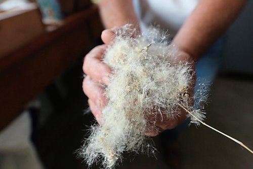 John Skinner, owner of Skinner Native Seeds south of Roblin, holds a bunch of three-flowered aven seeds, a native Manitoba flower, that have been manually harvested in a pasture south of Asessippi Provincial Park.  (Matt Goerzen/The Brandon Sun)