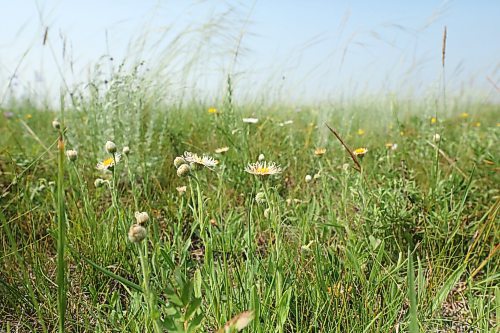 Original and untouched Manitoba prairie like this mixed grassland on a pasture in the RM of Ellice is a rarity in the province. This particular stretch of land carries many species that are native to the prairies, and provide a necessary ecosystem for Manitoba wildlife as well. (Matt Goerzen/The Brandon Sun)