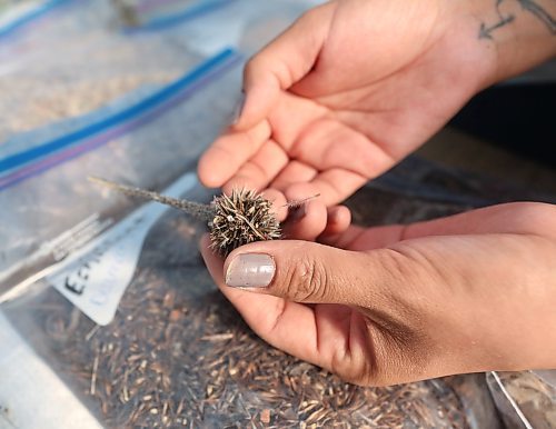 Sioux Valley community garden coordinator Jennifer McIvor holds a wild echinacea plant that was collected last fall and dried for seed. The effort is part of a project to restore a section of pastureland where the First Nation's bison herd roams. (Matt Goerzen/The Brandon Sun)