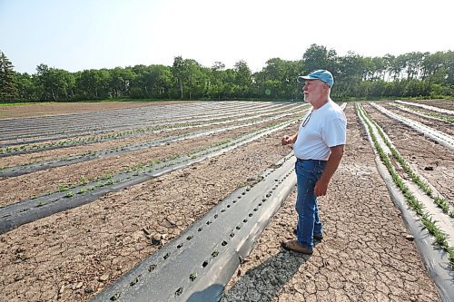 Native seed producer John Skinner walks around test plots on his family farm south of Roblin on July 10. John and his family work to gather native Manitoba flowers and grasses in order to help in the restoration of prairie grasslands in the province. (Matt Goerzen/The Brandon Sun)