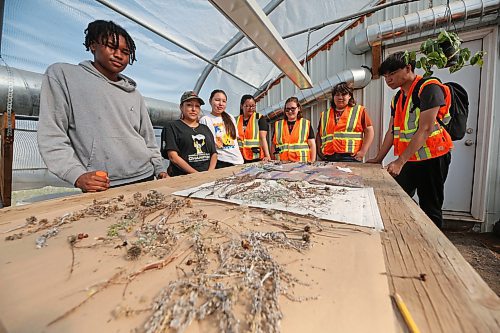 Students at Sioux Valley Dakota Nation stand around a table that holds wildflower seeds on July 11 in a community greenhouse with Jennifer McIvor, (black t-shirt), who has been given responsibility for the community's grassland restoration project. The students helped gather the seeds last fall for the start of the restoration project. (Matt Goerzen/The Brandon Sun)