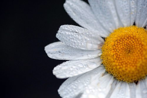 Water droplets cling to the petals of a wild daisy in a ditch along Highway 10 in Riding Mountain National Park on July 10. (Matt Goerzen/The Brandon Sun)