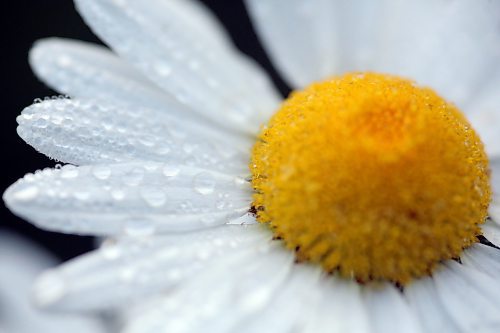 Water droplets cling to the petals of a wild daisy in a ditch along Highway 10 in Riding Mountain National Park on July 10. (Matt Goerzen/The Brandon Sun)