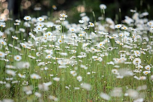 A stand of wild daisies fill a ditch along Highway 10 in Riding Mountain National Park on July 10. (Matt Goerzen/The Brandon Sun)