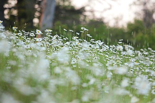 A stand of wild daisies fill a ditch along Highway 10 in Riding Mountain National Park on July 10. (Matt Goerzen/The Brandon Sun)