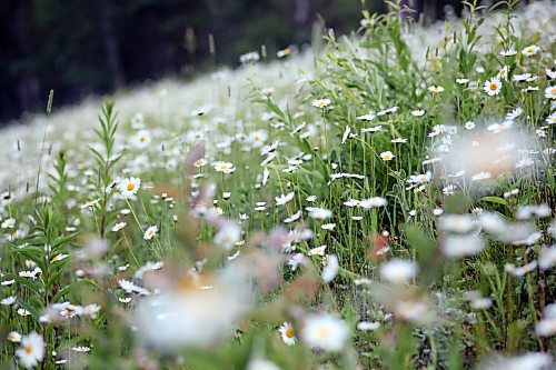 A stand of wild daisies fill a ditch along Highway 10 in Riding Mountain National Park on July 10. (Matt Goerzen/The Brandon Sun)