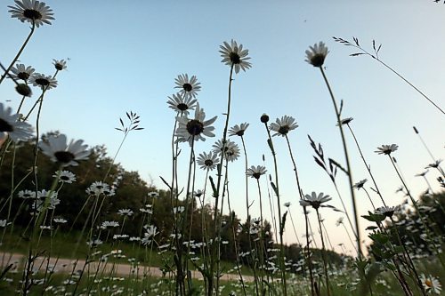 Mosquitos swarm in a daisy-filled ditch along Highway 10 in Riding Mountain National Park on July 10. (Matt Goerzen/The Brandon Sun)