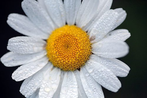 Water droplets cling to the petals of a wild daisy in a ditch along Highway 10 in Riding Mountain National Park on July 10. (Matt Goerzen/The Brandon Sun)