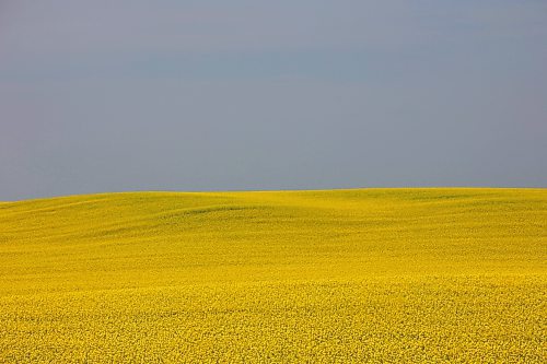 12072024
Canola in bloom west of Brandon on a scorching hot Friday.
(Tim Smith/The Brandon Sun)