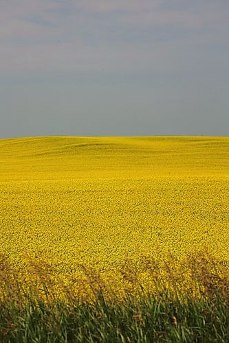 12072024
Canola in bloom west of Brandon on a scorching hot Friday.
(Tim Smith/The Brandon Sun)