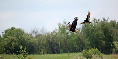 With a tuft of fur in its talons, a bald eagle that had been feuding with the turkey vulture, seen in the background, flies away after an unsuccessful attempt to make off with a fox carcass after the argument is interrupted by an oncoming vehicle along Highway 270 south of Rapid City on Monday morning. (Matt Goerzen/The Brandon Sun)