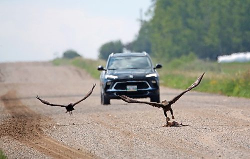 A bald eagle that had been feuding with a turkey vulture nearby over a fox carcass tries to make off with his prize when the argument is interrupted by an oncoming vehicle along Highway 270 south of Rapid City on Monday morning. (Matt Goerzen/The Brandon Sun)