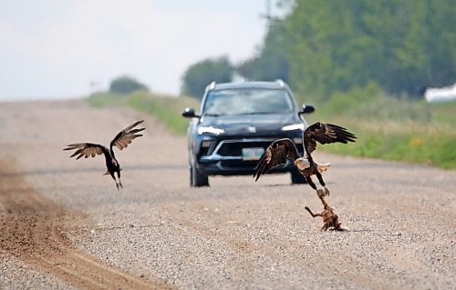 A bald eagle that had been feuding with a turkey vulture nearby over a fox carcass tries to make off with his prize when the argument is interrupted by an oncoming vehicle along Highway 270 south of Rapid City on Monday morning. (Matt Goerzen/The Brandon Sun)