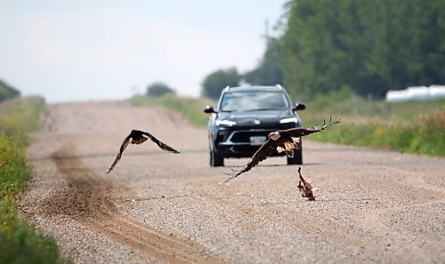 A bald eagle that had been feuding with a turkey vulture nearby over a fox carcass makes an unsuccessful attempt to make off with his prize when the argument is interrupted by an oncoming vehicle along Highway 270 south of Rapid City on Monday morning. (Matt Goerzen/The Brandon Sun)