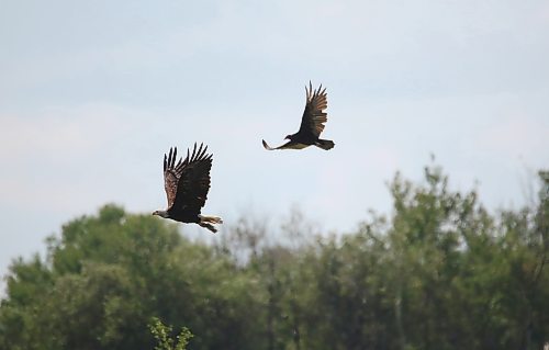 With a tuft of fur in its talons, a bald eagle that had been feuding with the turkey vulture, seen in the background, flies away after an unsuccessful attempt to make off with a fox carcass after the argument is interrupted by an oncoming vehicle along Highway 270 south of Rapid City on Monday morning. (Matt Goerzen/The Brandon Sun)