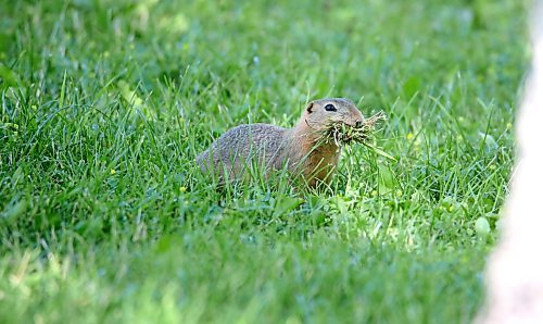 With its mouth and cheeks full of grass, a Richardson's ground squirrel watches the cameraman warily before darting into a nearby hole at Dinsdale Park on Monday afternoon. (Matt Goerzen/The Brandon Sun)