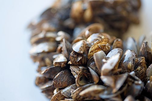 MIKE DEAL / WINNIPEG FREE PRESS
A clump of zebra mussels that formed around a string of Christmas lights.
This summer, Manitobans are encouraged to keep an eye out for three aquatic invasive species: zebra mussels, rusty crayfish and spiny water fleas. The Wildlife and Fisheries branch is working to curb the spread through mandatory watercraft inspection checkpoints across the province.
See Cierra Bettens story
220713 - Wednesday, July 13, 2022.