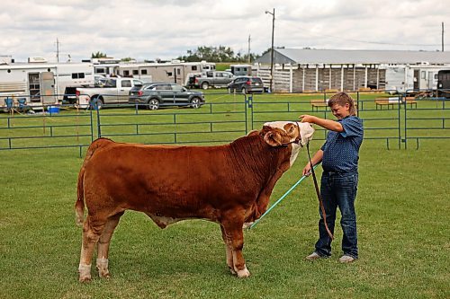 16072024
Maverick Peters shows his calf Gibson during the peewee showmanship class in the beef show at the 136th Annual Strathclair Ag Society Fair on Tuesday. The Strathclair Ag Society Fair is one of six stops for the annual Milk Run, a six day long series of town fairs in close proximity. The other fairs include Oak River, Shoal Lake, Hamiota, Harding and Oak Lake. The Strathclair fair included a light horse show, a beef show, a heavy horse driving demonstration and a wide variety of entertainment, games and other activities. 
(Tim Smith/The Brandon Sun)