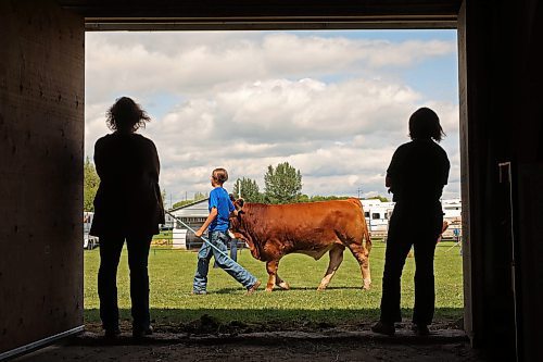 16072024
Young competitors show their calves during the peewee showmanship class in the beef show at the 136th Annual Strathclair Ag Society Fair on Tuesday. The Strathclair Ag Society Fair is one of six stops for the annual Milk Run, a six day long series of town fairs in close proximity. The other fairs include Oak River, Shoal Lake, Hamiota, Harding and Oak Lake. The Strathclair fair included a light horse show, a beef show, a heavy horse driving demonstration and a wide variety of entertainment, games and other activities. 
(Tim Smith/The Brandon Sun)