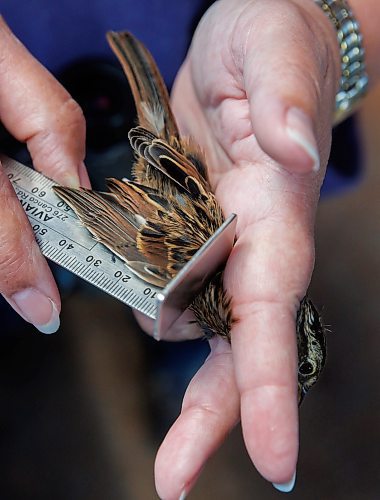 MIKE DEAL / FREE PRESS
Paula Grieef the Resident Naturalist at the Oak Hammock Marsh Interpretive Centre, coordinates all the wildlife surveys, including bird counts as well as the songbird banding program.
Paula measures the length of a Swamp Sparrow wing. This can help sort males from females (with males being slightly larger) but there is lots of overlap.
Paula bands a Swamp Sparrow at the bird banding station at Oak Hammock Marsh Thursday morning.
240718 - Thursday, July 18, 2024.