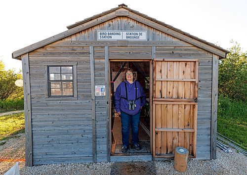 MIKE DEAL / FREE PRESS
Paula Grieef the Resident Naturalist at the Oak Hammock Marsh Interpretive Centre, coordinates all the wildlife surveys, including bird counts as well as the songbird banding program.
Paula bands a xx Thursday morning at bird banding station.
240718 - Thursday, July 18, 2024.