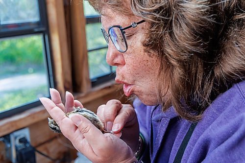 MIKE DEAL / FREE PRESS
Paula Grieef the Resident Naturalist at the Oak Hammock Marsh Interpretive Centre, coordinates all the wildlife surveys, including bird counts as well as the songbird banding program.
Blowing on a Swamp Sparrow&#x2019;s belly, Paula is looking for three pieces of information: fat in the furcular cavity (looking for yellow fat compared to pink muscle), if a brood patch is present (loss of feathers to help with incubation, indicating female) and if a cloacal protruberance is present (cloaca is enlarged to help with mating, indicating male).
Paula bands a Swamp Sparrow at the bird banding station at Oak Hammock Marsh Thursday morning.
240718 - Thursday, July 18, 2024.