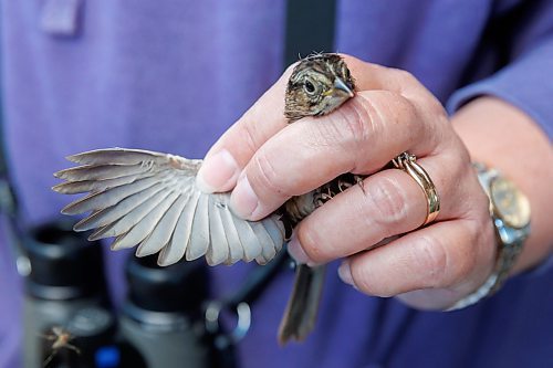 MIKE DEAL / FREE PRESS
Paula Grieef the Resident Naturalist at the Oak Hammock Marsh Interpretive Centre, coordinates all the wildlife surveys, including bird counts as well as the songbird banding program.
Paula examines a Swamp Sparrow wing, also looking at the underside of the wing for moult (feather replacement due to wear).
Paula bands a Swamp Sparrow at the bird banding station at Oak Hammock Marsh Thursday morning.
240718 - Thursday, July 18, 2024.