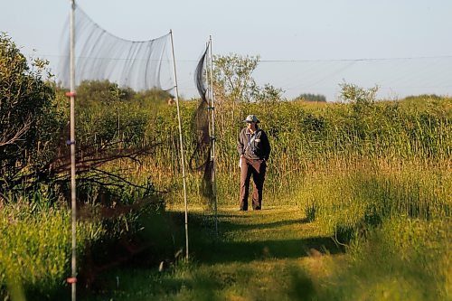 MIKE DEAL / FREE PRESS
Meredith Stoesz, Bander in Charge at the Delta Marsh Bird Observatory, checks some of the nets that are used to capture birds for the banding program Thursday morning near the bird banding station.
240718 - Thursday, July 18, 2024.