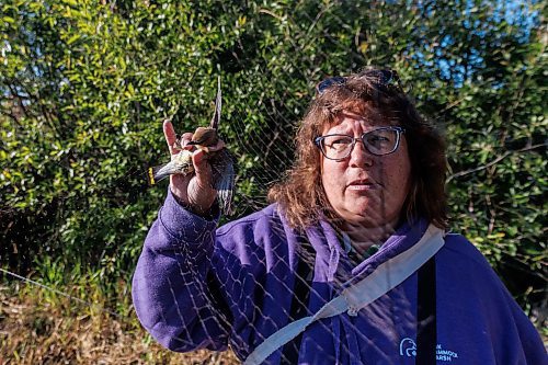 MIKE DEAL / FREE PRESS
Paula Grieef the Resident Naturalist at the Oak Hammock Marsh Interpretive Centre, coordinates all the wildlife surveys, including bird counts as well as the songbird banding program.
Paula frees a previously banded Cedar Waxwing caught in the netting used to safely capture birds Thursday morning at the bird banding station.
240718 - Thursday, July 18, 2024.