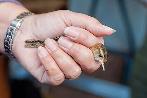 MIKE DEAL / FREE PRESS
Paula Grieef the Resident Naturalist at the Oak Hammock Marsh Interpretive Centre, coordinates all the wildlife surveys, including bird counts as well as the songbird banding program.
Paula holds the Marsh Wren in a &#x201c;banders grip&#x201d; which is a way hold the bird but still be able to examination and band it.
Paula bands a Marsh Wren at the bird banding station at Oak Hammock Marsh Thursday morning.
240718 - Thursday, July 18, 2024.