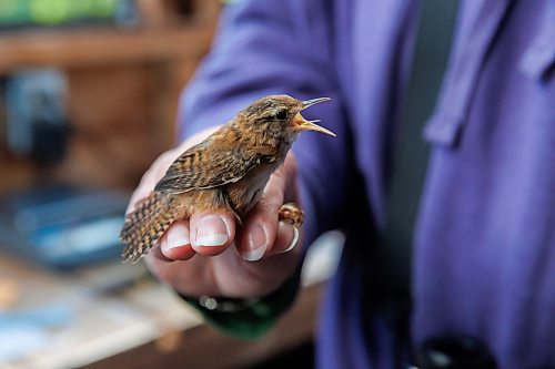 MIKE DEAL / FREE PRESS
Paula Grieef the Resident Naturalist at the Oak Hammock Marsh Interpretive Centre, coordinates all the wildlife surveys, including bird counts as well as the songbird banding program.
Paula holds the Marsh Wren in a &#x201c;Photographer Grip&#x201d; which is a way show off the bird while firmly but gently holding it.
Paula bands a Marsh Wren at the bird banding station at Oak Hammock Marsh Thursday morning.
240718 - Thursday, July 18, 2024.