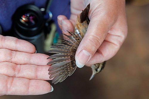 MIKE DEAL / FREE PRESS
Paula Grieef the Resident Naturalist at the Oak Hammock Marsh Interpretive Centre, coordinates all the wildlife surveys, including bird counts as well as the songbird banding program.
Paula examines a Marsh Wren wing, also looking at the underside of the wing for moult (feather replacement due to wear).
Paula bands a Marsh Wren at the bird banding station at Oak Hammock Marsh Thursday morning.
240718 - Thursday, July 18, 2024.