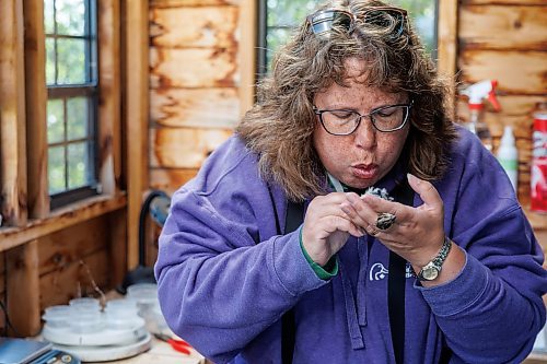 MIKE DEAL / FREE PRESS
Paula Grieef the Resident Naturalist at the Oak Hammock Marsh Interpretive Centre, coordinates all the wildlife surveys, including bird counts as well as the songbird banding program.
Blowing on a Song Sparrow&#x2019;s belly, Paula is looking for three pieces of information: fat in the furcular cavity (looking for yellow fat compared to pink muscle), if a brood patch is present (loss of feathers to help with incubation, indicating female) and if a cloacal protruberance is present (cloaca is enlarged to help with mating, indicating male).
Paula bands a Song Sparrow Thursday morning at the bird banding station.
240718 - Thursday, July 18, 2024.