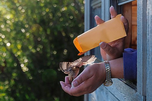 MIKE DEAL / FREE PRESS
Paula Grieef the Resident Naturalist at the Oak Hammock Marsh Interpretive Centre, coordinates all the wildlife surveys, including bird counts as well as the songbird banding program.
Paula releases a Marsh Wren after banding it at the bird banding station at Oak Hammock Marsh Thursday morning.
240718 - Thursday, July 18, 2024.