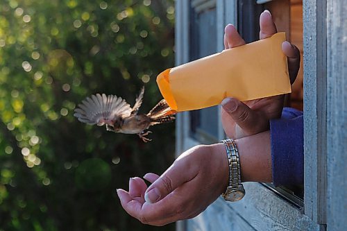 MIKE DEAL / FREE PRESS
Paula Grieef the Resident Naturalist at the Oak Hammock Marsh Interpretive Centre, coordinates all the wildlife surveys, including bird counts as well as the songbird banding program.
Paula releases a Marsh Wren after banding it at the bird banding station at Oak Hammock Marsh Thursday morning.
240718 - Thursday, July 18, 2024.