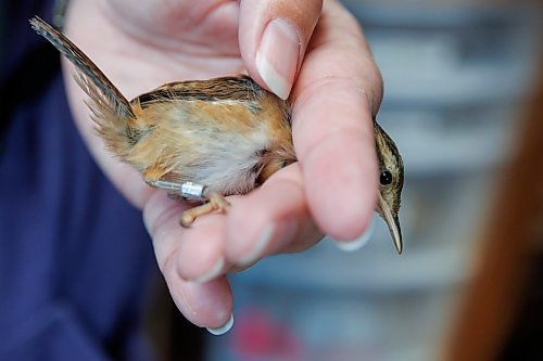 MIKE DEAL / FREE PRESS
Paula Grieef the Resident Naturalist at the Oak Hammock Marsh Interpretive Centre, coordinates all the wildlife surveys, including bird counts as well as the songbird banding program.
Paula holds the Marsh Wren in a &#x201c;banders grip&#x201d; which is a way hold the bird but still be able to examination and band it.
Paula bands a Marsh Wren at the bird banding station at Oak Hammock Marsh Thursday morning.
240718 - Thursday, July 18, 2024.