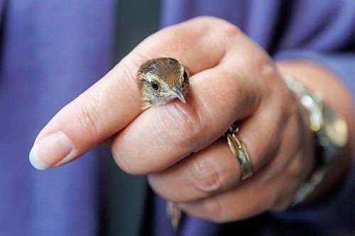 MIKE DEAL / FREE PRESS
Paula Grieef the Resident Naturalist at the Oak Hammock Marsh Interpretive Centre, coordinates all the wildlife surveys, including bird counts as well as the songbird banding program.
Paula holds the Marsh Wren in a &#x201c;banders grip&#x201d; which is a way hold the bird but still be able to examination and band it.
Paula bands a Marsh Wren at the bird banding station at Oak Hammock Marsh Thursday morning.
240718 - Thursday, July 18, 2024.