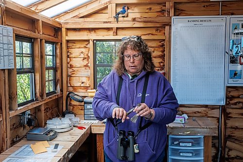 MIKE DEAL / FREE PRESS
Paula Grieef the Resident Naturalist at the Oak Hammock Marsh Interpretive Centre, coordinates all the wildlife surveys, including bird counts as well as the songbird banding program.
Paula bands a Song Sparrow Thursday morning at the bird banding station.
240718 - Thursday, July 18, 2024.