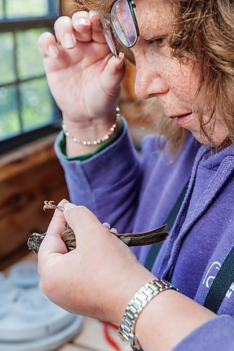 MIKE DEAL / FREE PRESS
Paula Grieef the Resident Naturalist at the Oak Hammock Marsh Interpretive Centre, coordinates all the wildlife surveys, including bird counts as well as the songbird banding program.
Paula bands a Swamp Sparrow at the bird banding station at Oak Hammock Marsh Thursday morning.
240718 - Thursday, July 18, 2024.