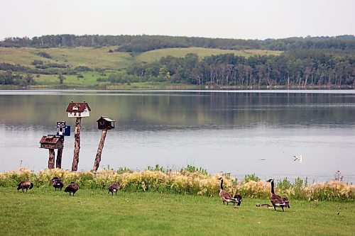 A flock of geese graze near the shore of Lake Clementi on Sunday afternoon. (Colin Slark/The Brandon Sun)