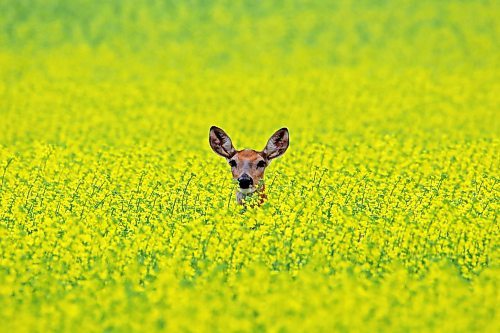 A white-tailed deer peers out from a crop of canola along Grand Valley Road west of Brandon on a hot and humid Monday afternoon. (Tim Smith/The Brandon Sun)